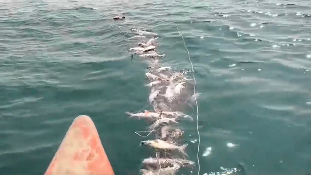 haw to net fishing in mangrol bara Vlog 2026