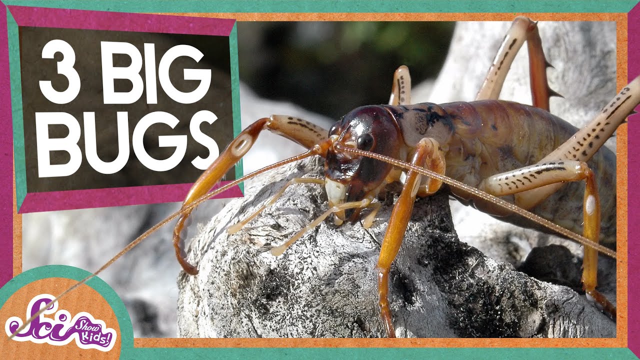 Meet 3 Giant Insects!