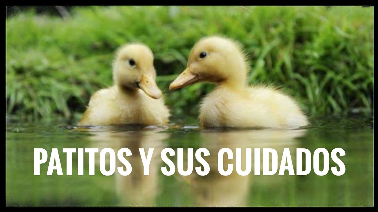 Patitos!! Guía de cuidados🦆🦆
