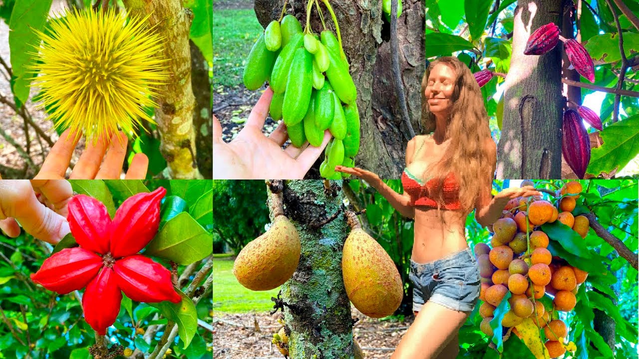We visit &ldquo;SugarWorld&rdquo; & taste exotic rare fruits from around the world! (15+ weird fruits)
