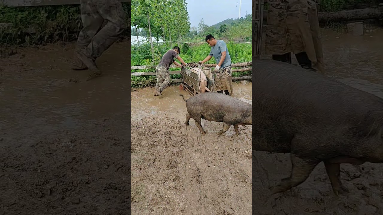 Transfering Adult pig with Cage  👀