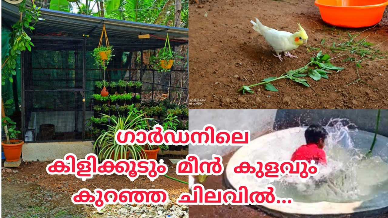 ഗാർഡനിലെ കിളിക്കൂടും മീൻ കുളവും # Inspired by # Fishing Freaks # Garden Makeover # Achus Vlog.