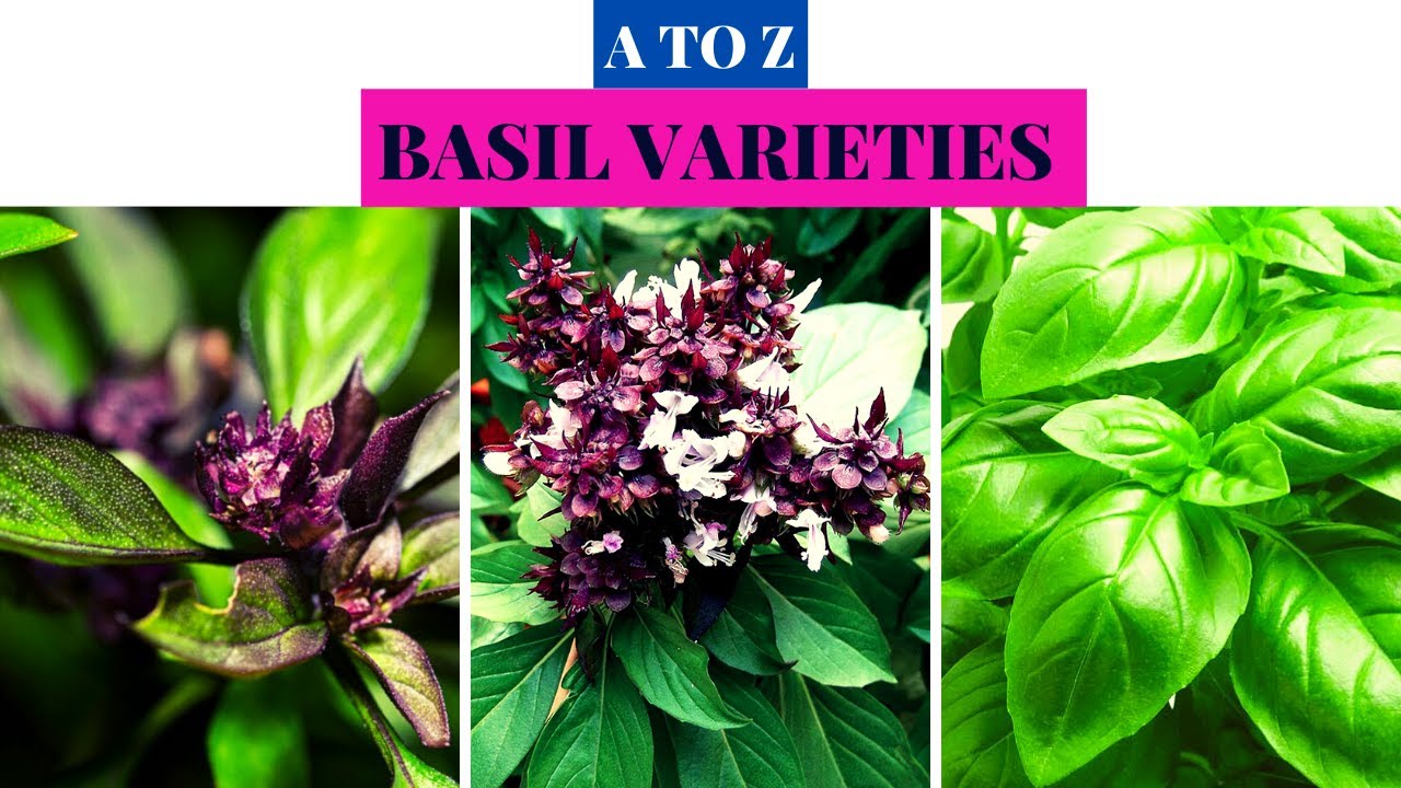 Basil Varieties A to Z