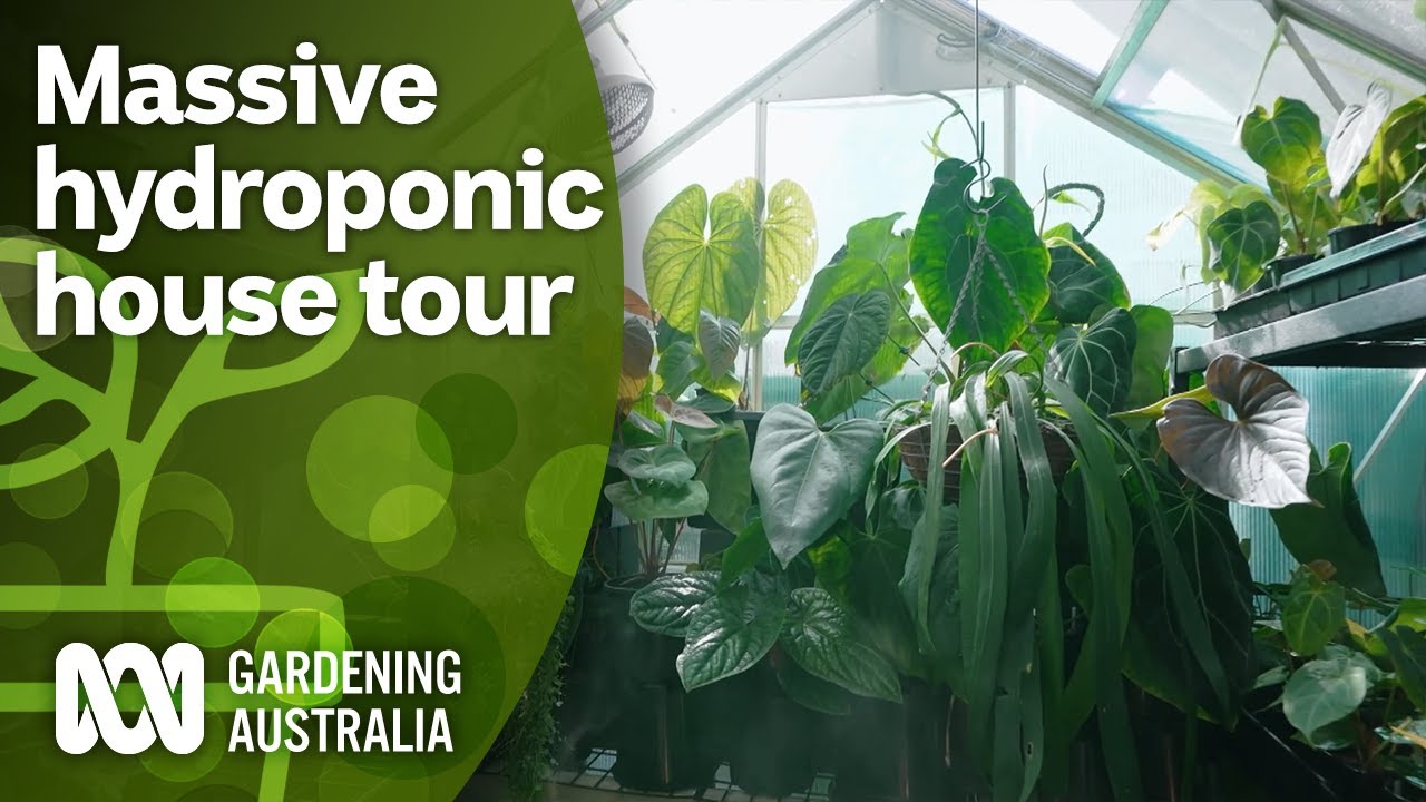 Touring a massive hydroponic aroid collection | Indoor Plants | Gardening Australia