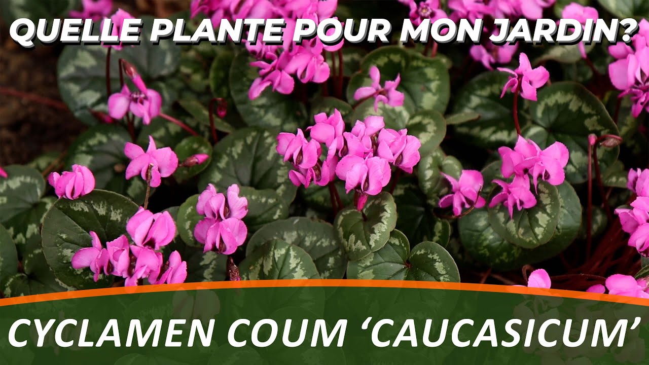 LE CYCLAMEN - Quelle Plante Pour Mon Jardin?