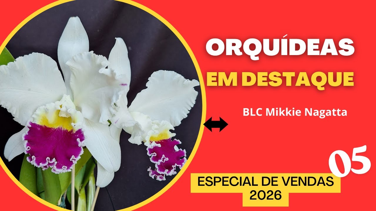 ORQUÍDEAS EM DESTAQUE 372 - Especial de Vendas 05 - 2026 - BLC MIKKIE NAGATA - espetacular!!!