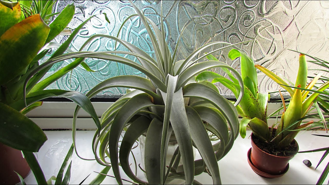 How to Care for Air Plants - Tillandsia xerographica