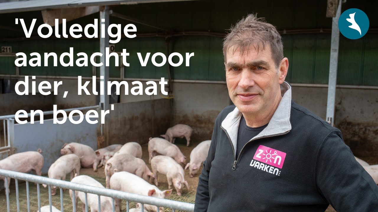 Zonvarken: diervriendelijk en met trots, plezier en open vizier boeren
