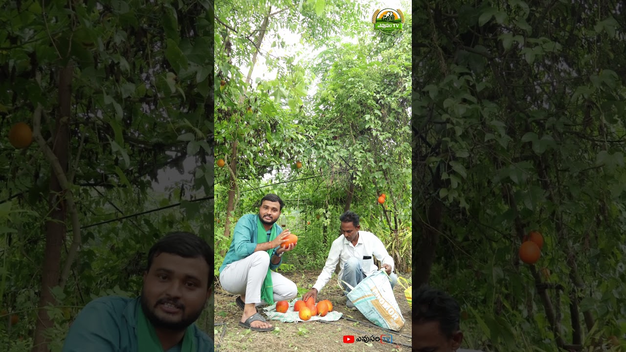 గ్యాక్ ఫ్రూట్ ను పండిస్తున్న తెలంగాణ రైతు || Evusam Tv