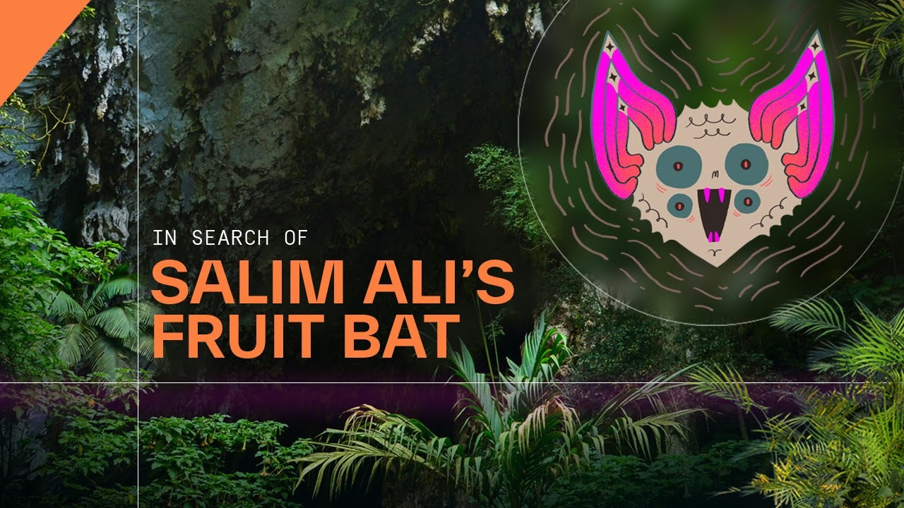 In search of Salim Ali's Fruit Bat | Nature in the Western Ghats | Studio BlueGreen
