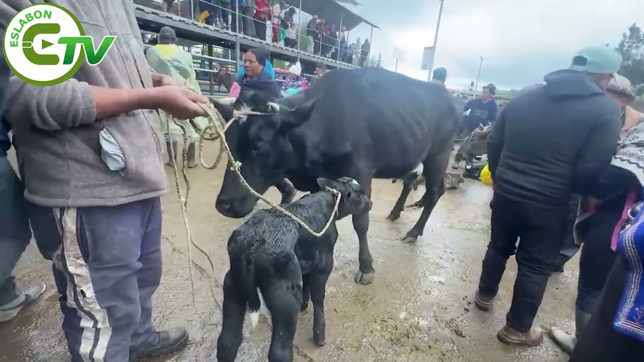 🐄🌸 Ambato se prepara para vivir la Feria Ganadera Ambato 2026.
