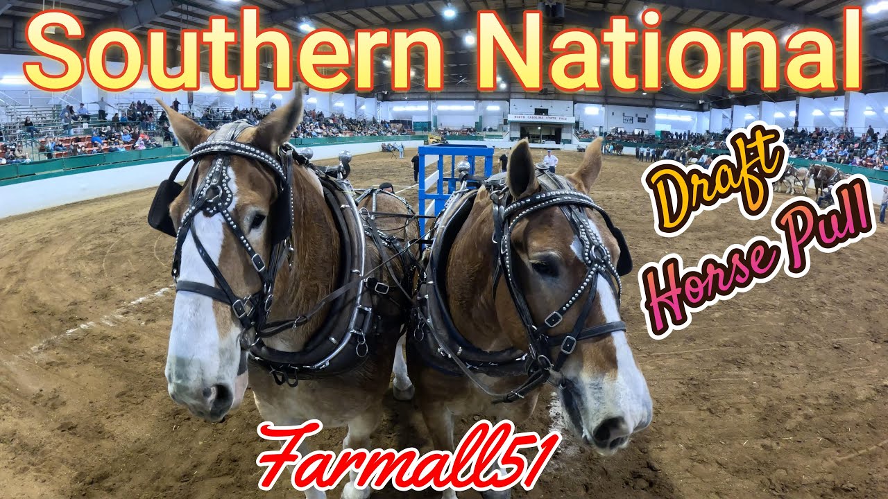 2025 Southern National Draft Horse pull #farmall51 #drafthorses #Horse #southernfarmshow