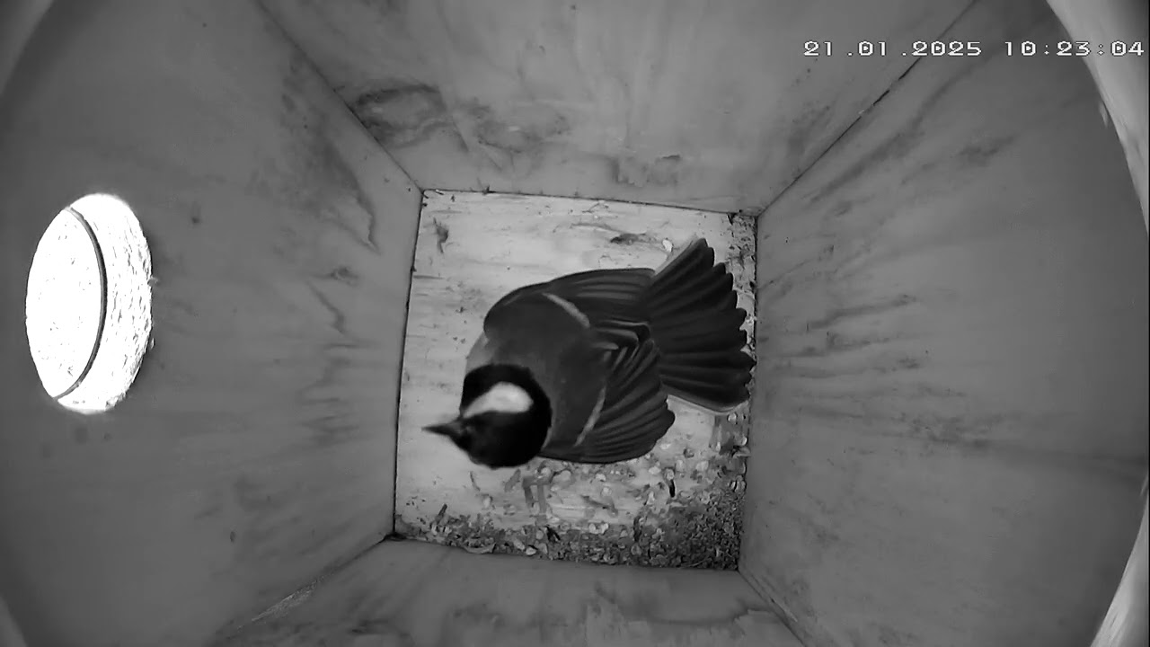 Kohlmeisenkasten - Great tit Nesting Box - 20.01.25 - 26.01.25