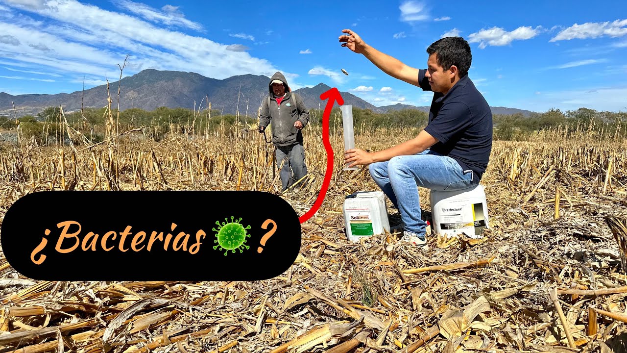 Manejo de rastrojo con microorganismos🦠 Introducción para conocer las bacterias. Cultivo de Maíz🌽