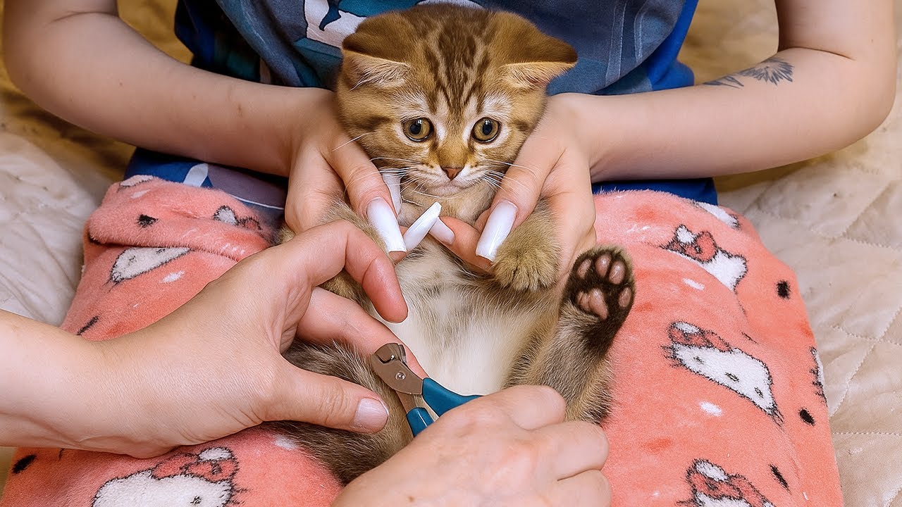 5 Baby Kittens vs. Their First Claw Trim… Guess Who Won? 😹💕