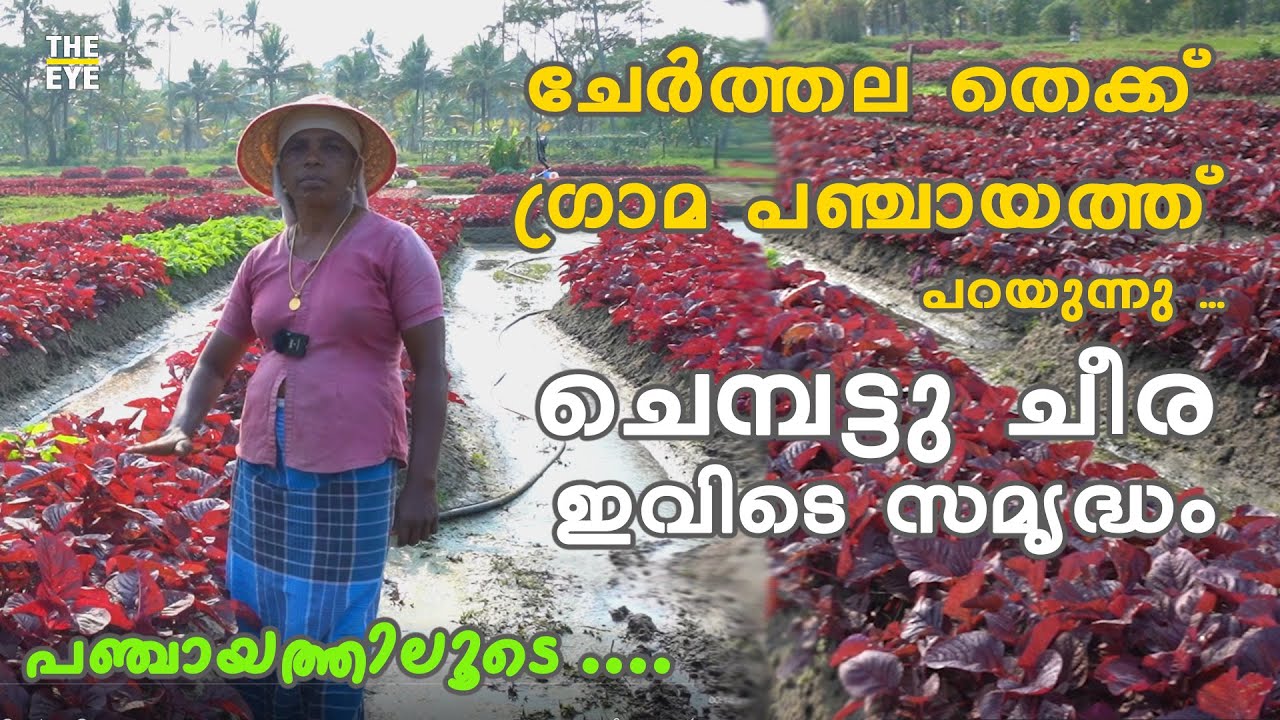 ചെമ്പട്ടു ചീര ഇവിടെ സമൃദ്ധം, ചേർത്തല തെക്ക്&zwnj; ഗ്രാമ പഞ്ചായത്ത് പറയുന്നു | Cherthala South Panchayath