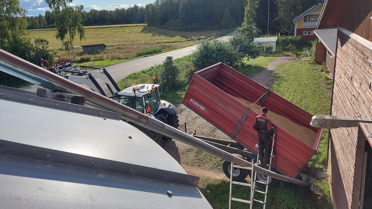 Ohran kuivailua ja jyvien siirtoa
