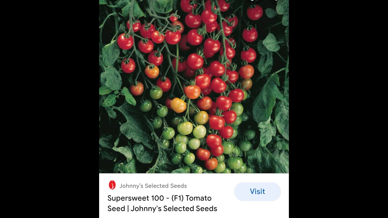 GROWING SUPERSWEET 100 CHERRY TOMATO AND BLOSSOM DROP!