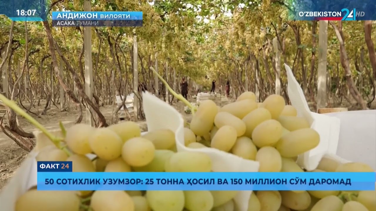 Asaka tokzorlari: Shingili 1,5 kiloli uzumlar.