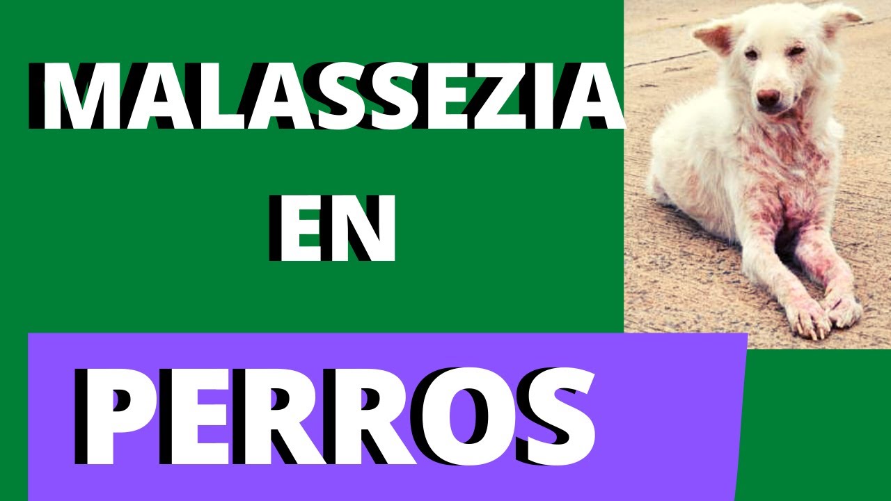 𝐌𝐀𝐋𝐀𝐒𝐒𝐄𝐙𝐈𝐀 𝐞𝐧 𝐏𝐄𝐑𝐑𝐎𝐒🐕