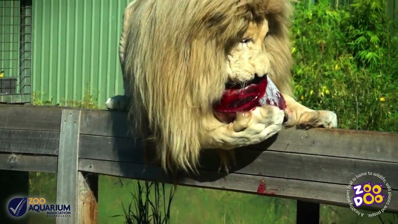 Lion icy pole treat | African Lion | Zoodoo Zoo Tasmania | Tasmania tourism | wildlife park Tasmania