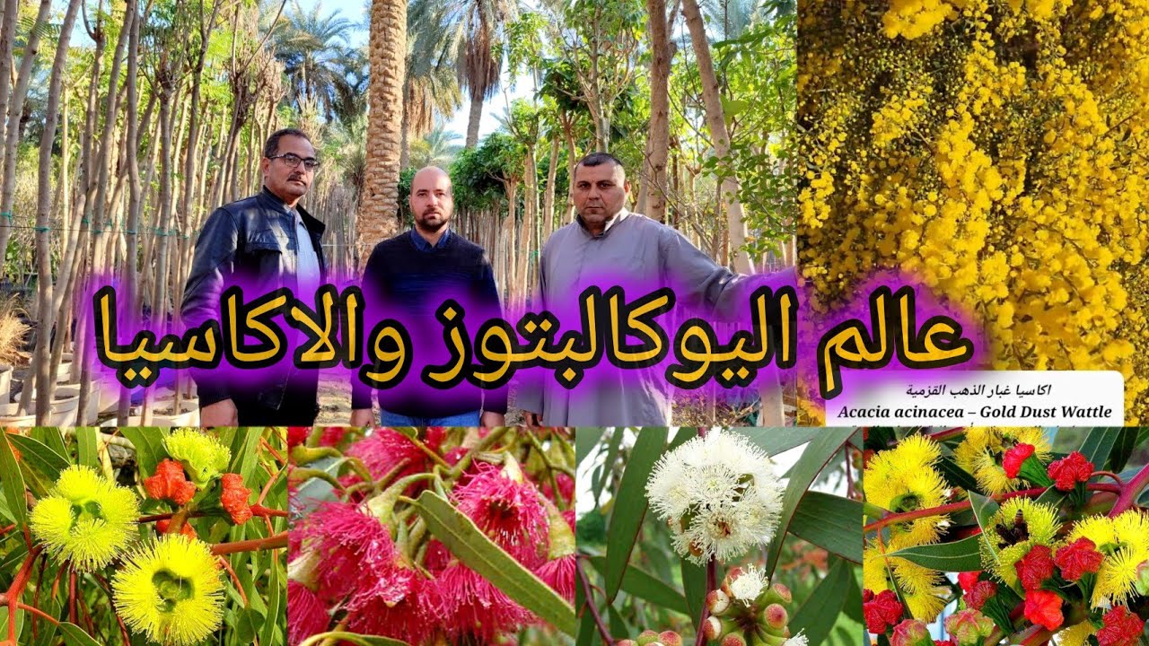 إكثار مئات أصناف اليوكالبتوز والاكاسيا بمشتل بسمله التابع شركة بسملة للانتاج الزراعي العراق كربلاء