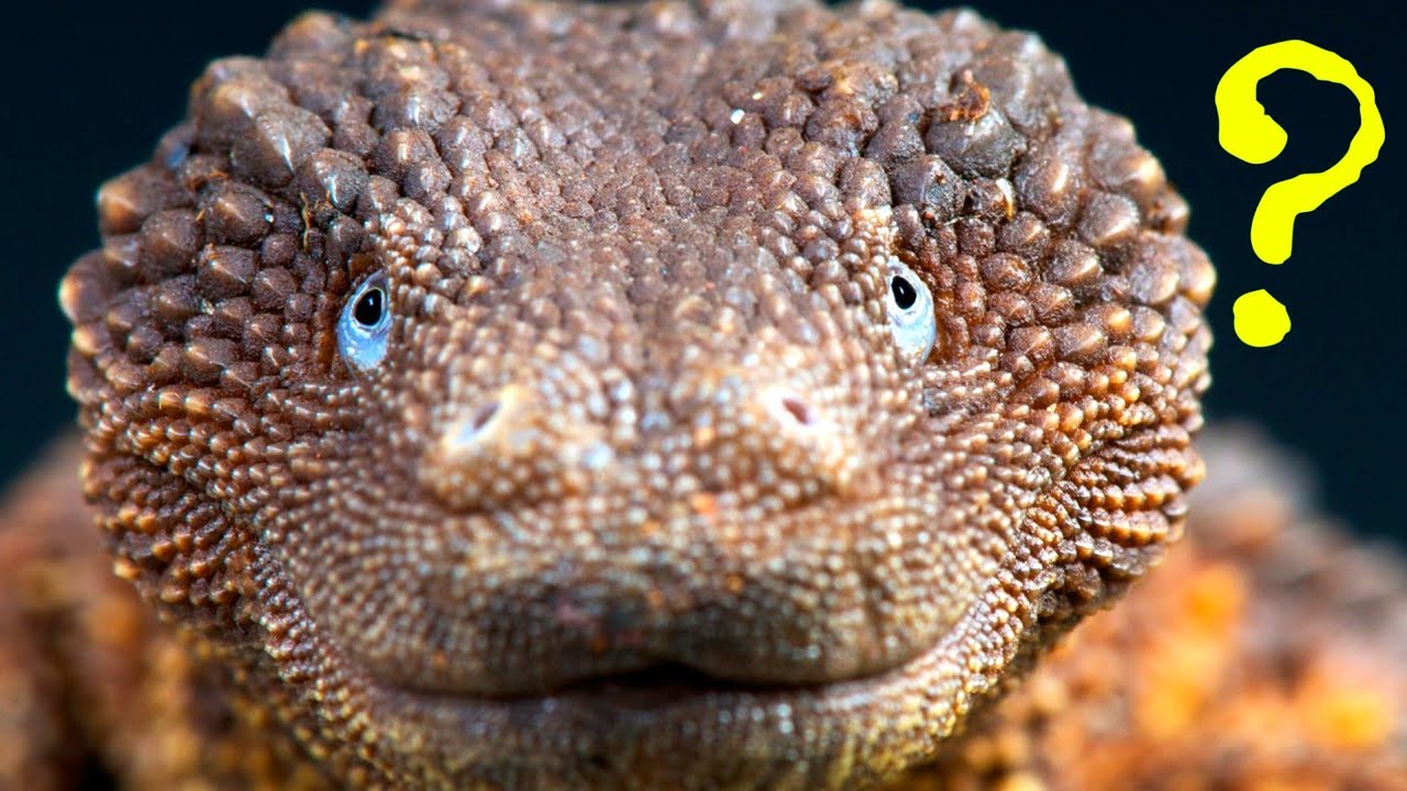 C'EST QUOI: LANTHANOTUS BORNEENSIS, LE LÉZARD LE PLUS RARE AU MONDE (  earless monitor lizard ) #5
