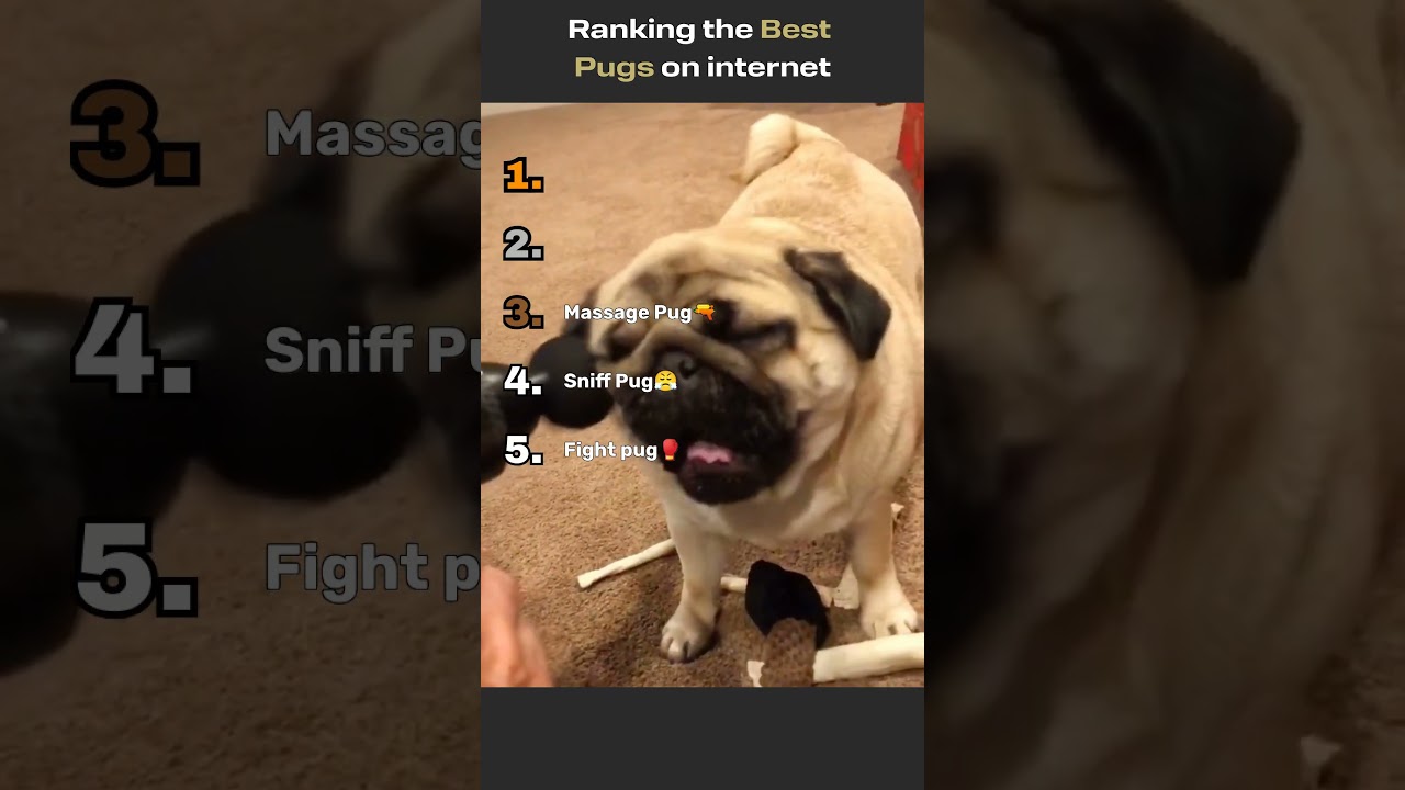 The BEST Pugs on the internet😂😂 