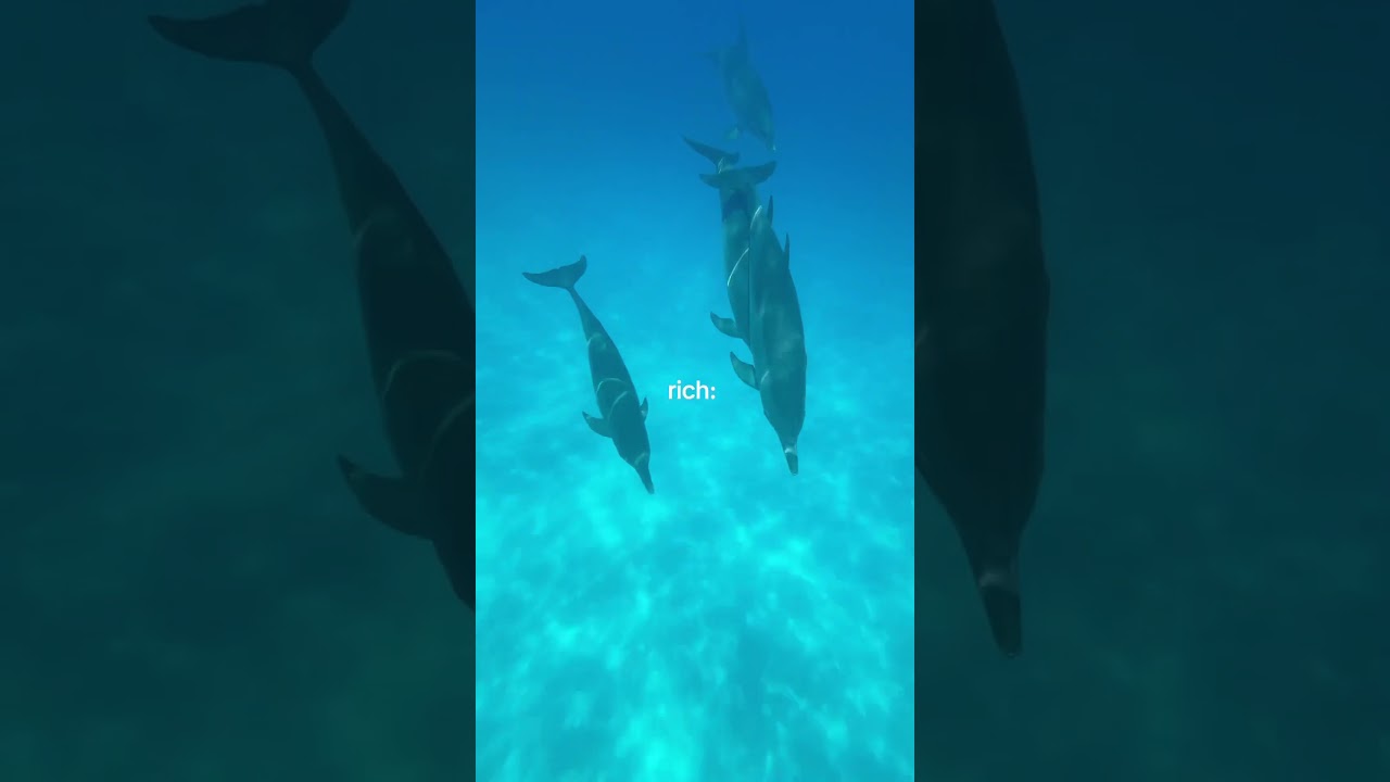 feeling very rich #fyp #travel #sharkdiving #visitflorida #beach #florida #vlog