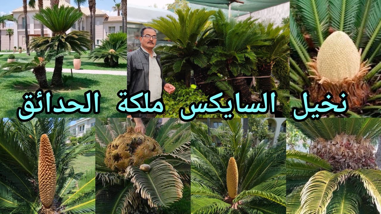 نخيل السايكس Cycas revoluta ملكة الحدائق تزرع بالأرض و السنادين و الاسعار حسب الارتفاع وشكل النبات