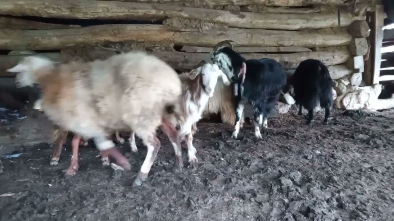 بیا ببین گوسفندارو🐑🐑🐑🐑🐑🐑🐑🐑