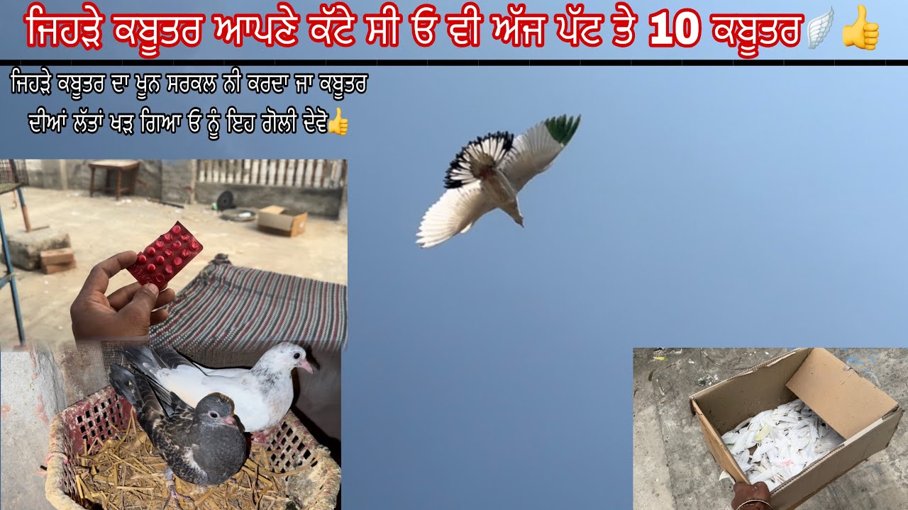 ਜਿਹੜੇ ਕਬੂਤਰ ਆਪਣੇ ਕੱਟੇ ਸੀ ਓ ਵੀ ਅੱਜ ਪੱਟ ਤੇ 10 ਕਬੂਤਰ🪽👍||ਬੱਚਿਆਂ ਦੇ ਠੱਲਾ ਵੀ ਪਾ ਤਿਆ 🐣🕊️||#viralvlogs 
