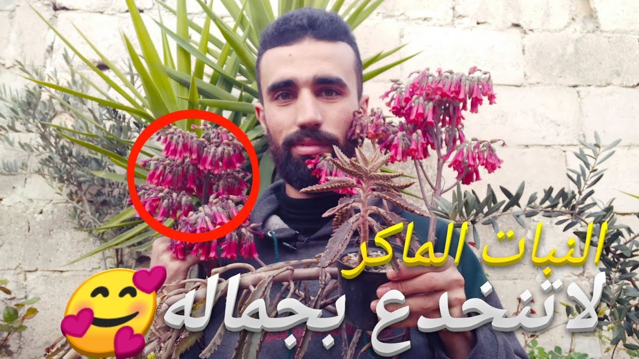 زراعة نبات فك التمساح في المنزل