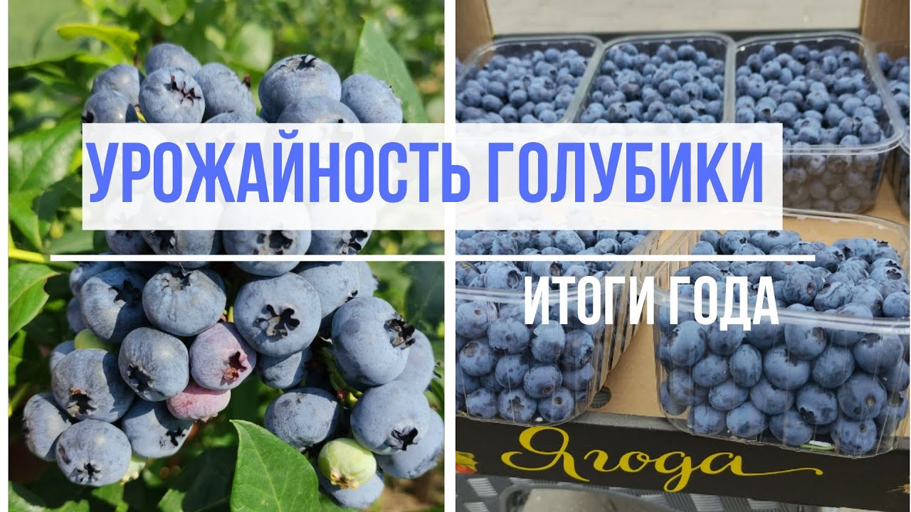 Урожайность голубики. Итоги года.