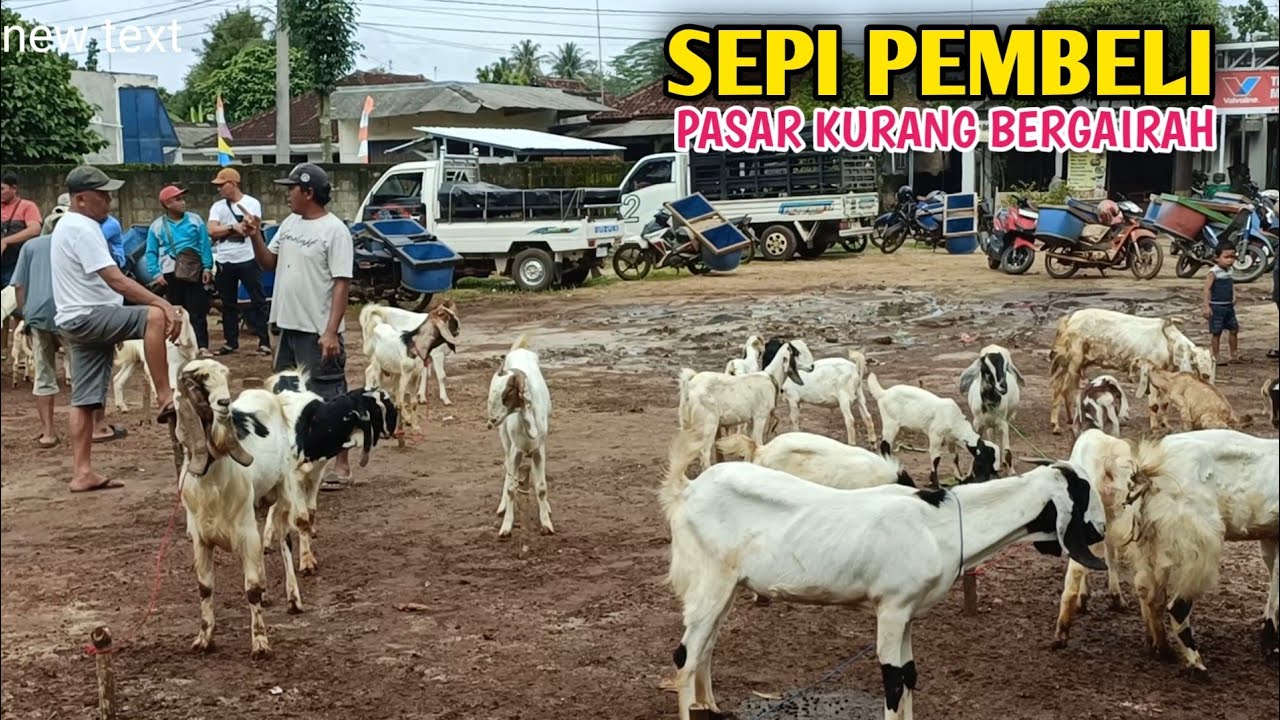 Harga Kambing Murah Sekali Pasarnya Makin Sepi Pembeli 