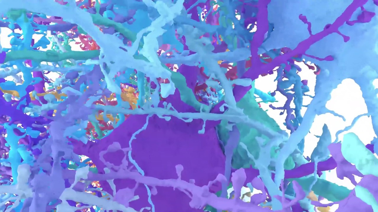 Cortical Neurons