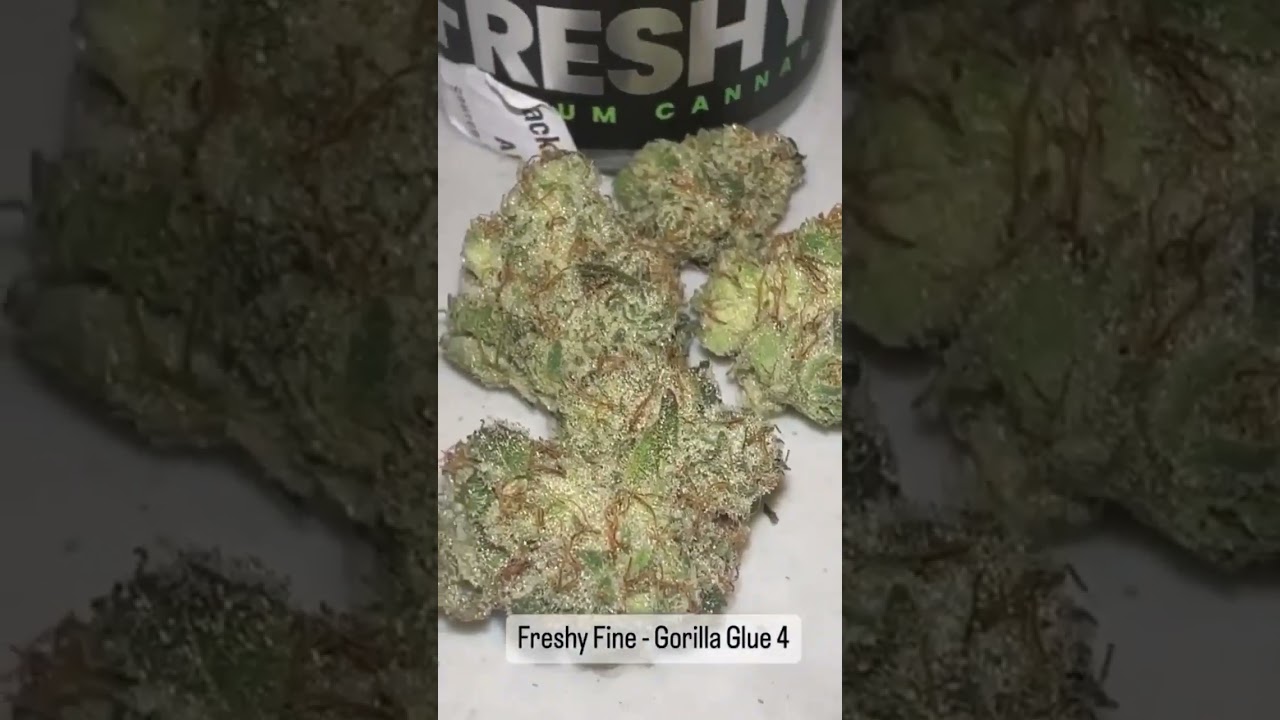 Freshy Fines - Gorilla Glue 4 Review (This post is for educational purposes only) #420 #michigan