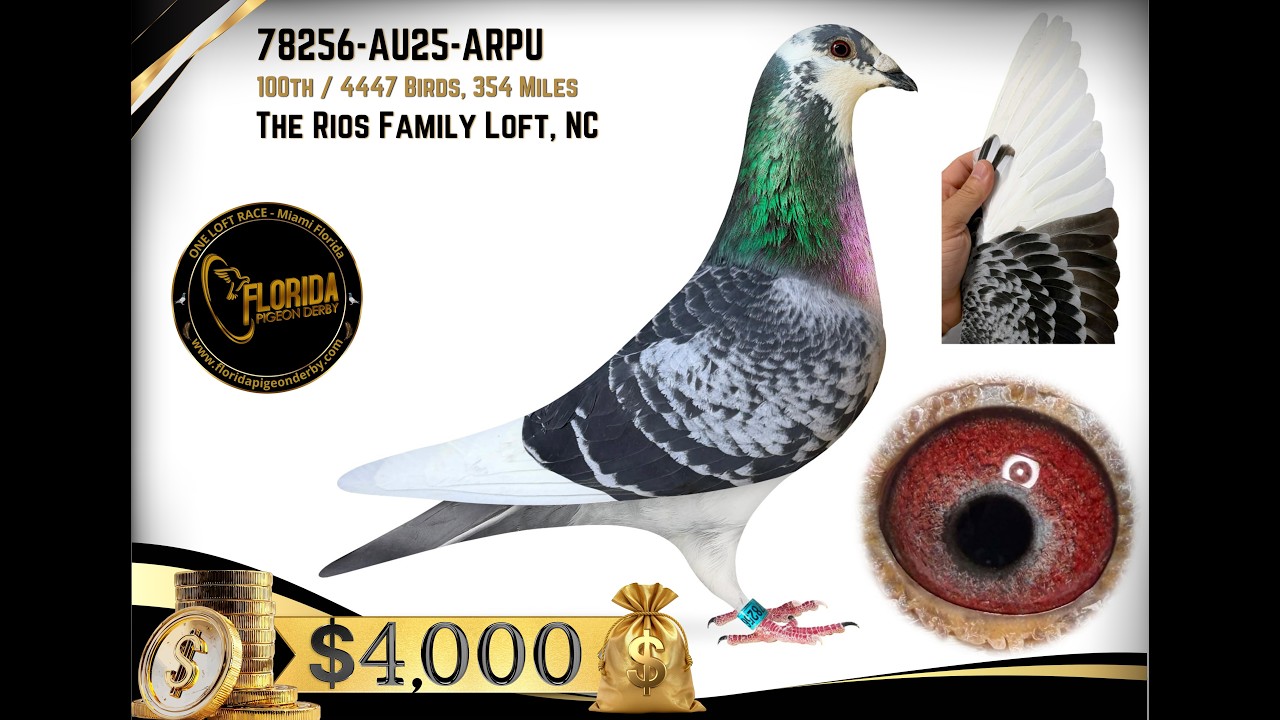 AU 25 ARPU 78256 – $4,000 Winner | 100th Place Final – Florida Pigeon Derby