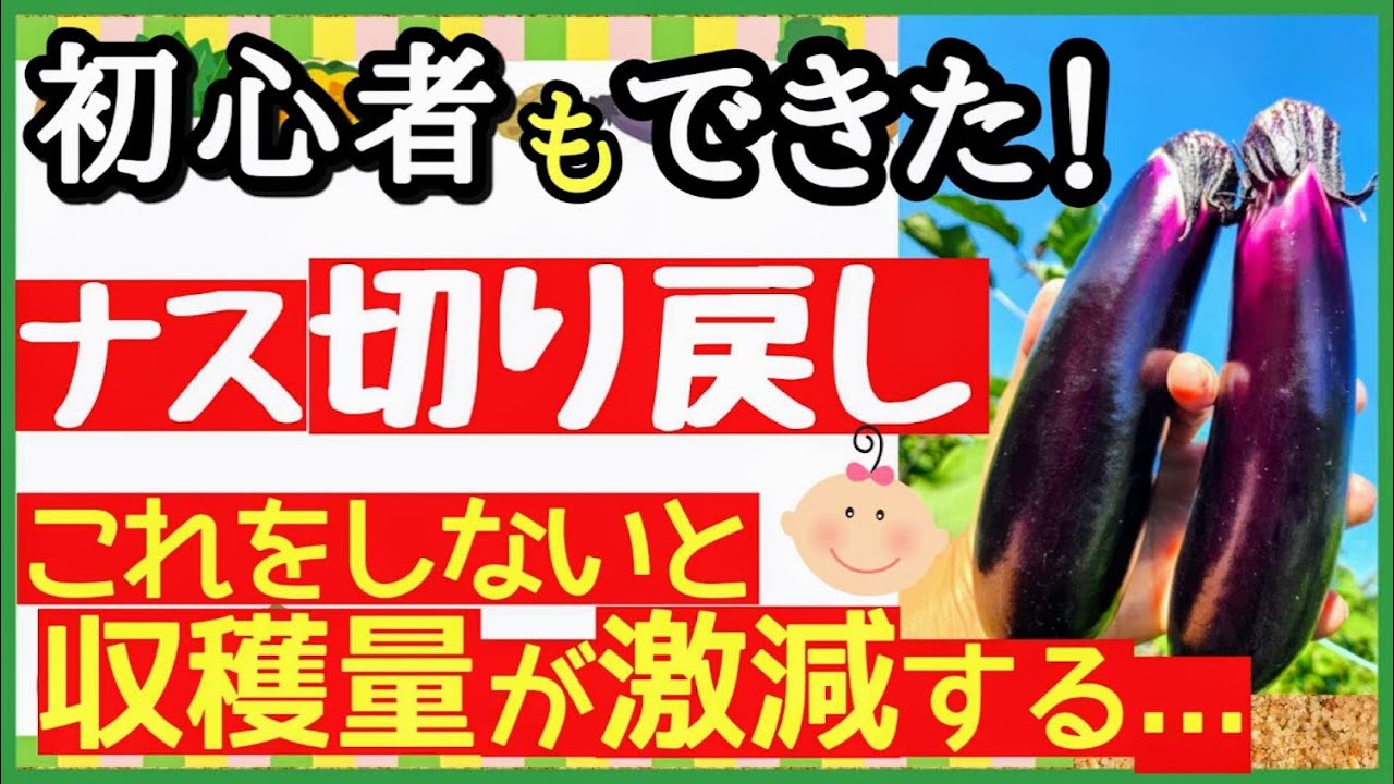 【収穫量を何倍にもする】ナスの切り戻し剪定！長～くたくさん収穫する最強の育て方！切り戻しの基本とやり方【初心者・プランター家庭菜園】