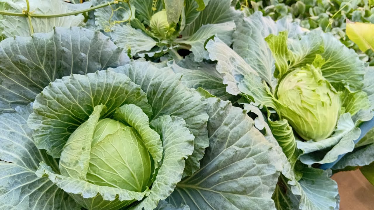 เก็บผักในสวนปี2569กันคะ🍆🍆🥦🥬🌶