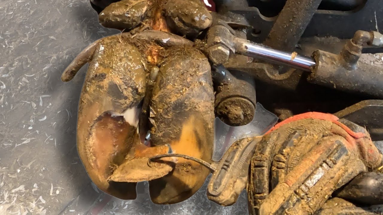 Separated Sole Peeling Off Cow Hoof