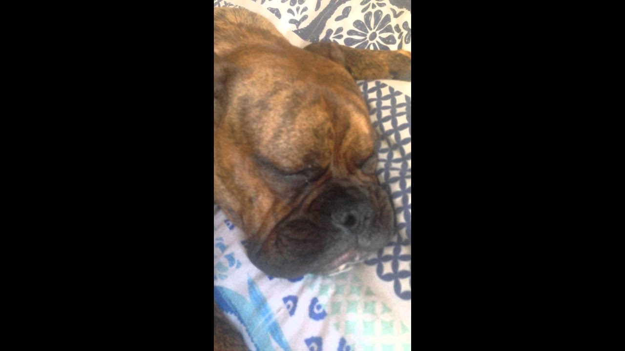 Bulldogs are funny when they sleep, watch Ziggy twitch
