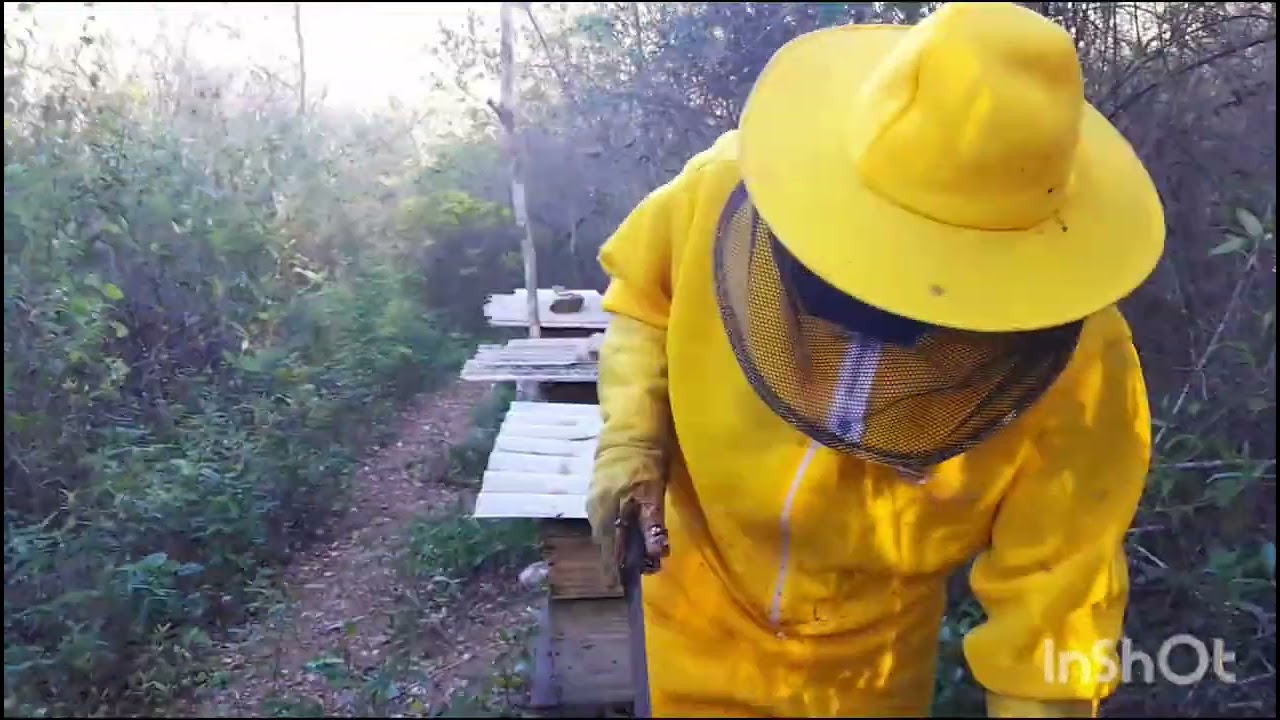 Fazendo uma revisão de fim de florada  15/03/2026