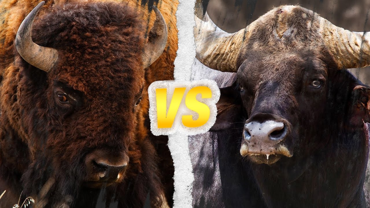 BISON AMÉRICAIN vs GAUR : Qui est le roi des bovidés ?