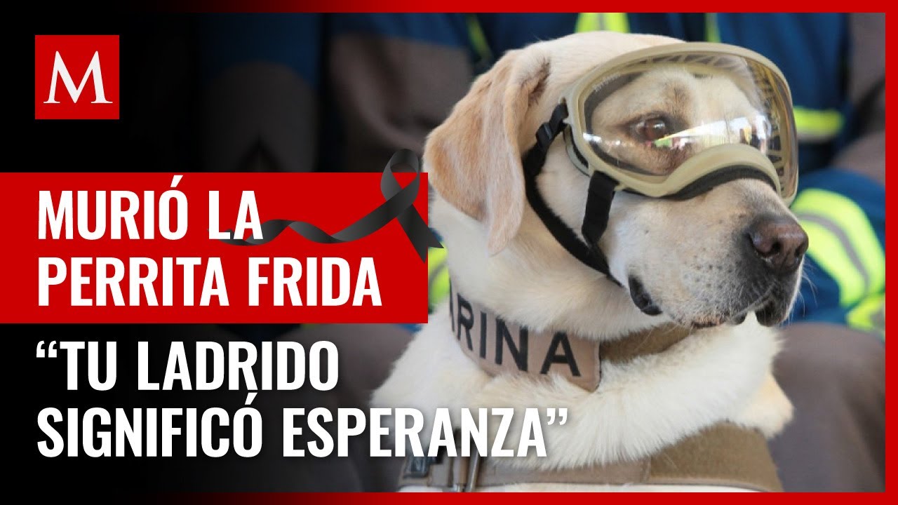 ¡Hasta siempre Frida! Muere la perrita rescatista de la Marina en sismo del 19-S