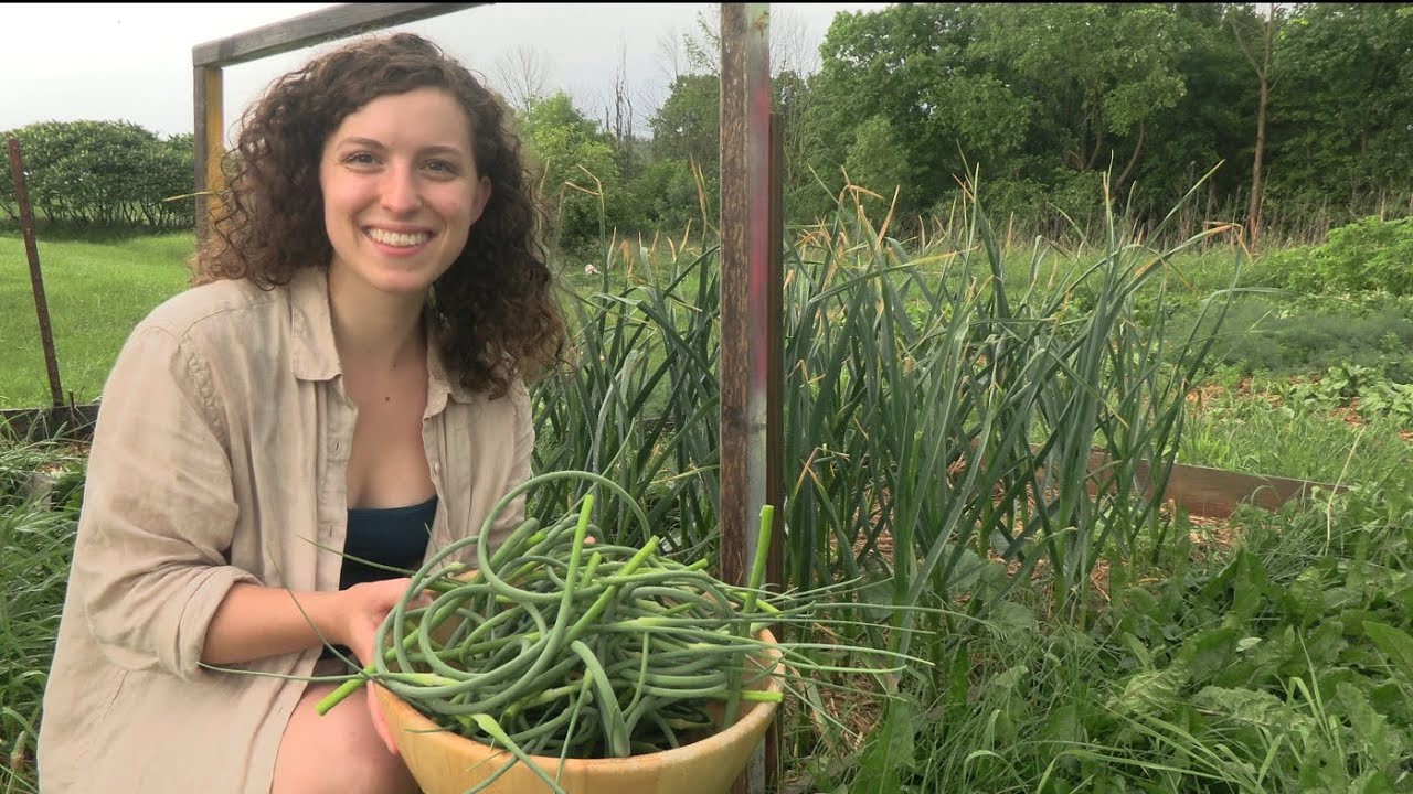 Late June garden tour and first harvest, Zone 5B
