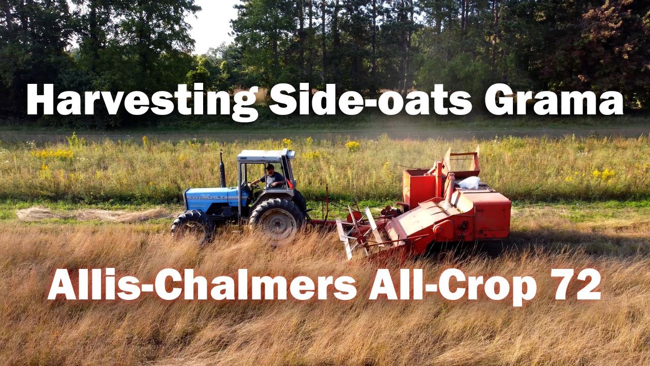 Harvesting Side-oats Grama With A 1962 Allis-Chalmers All-Crop 72