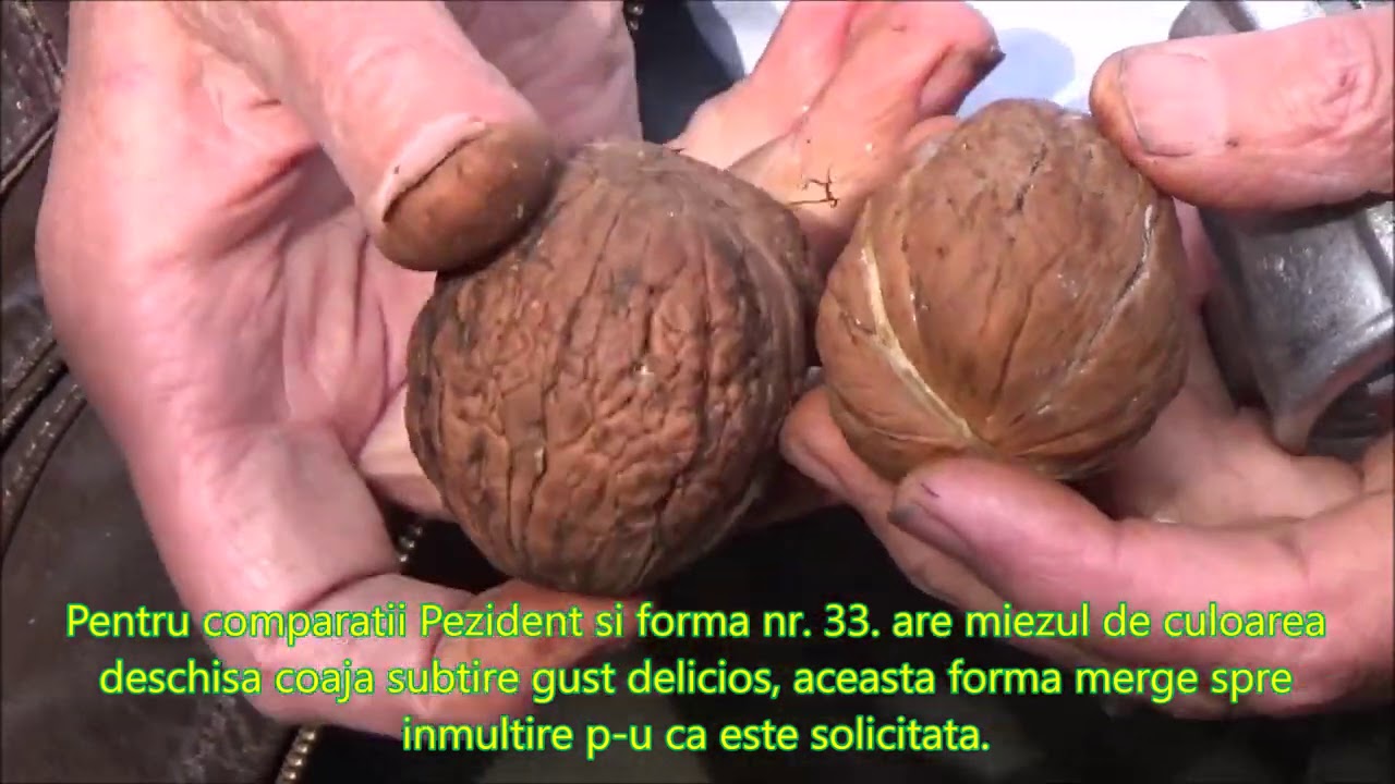 Informatie despre soiurile si formele de nuci la SRL Gospodarul Rediu Partea III Nr  41, nr  33