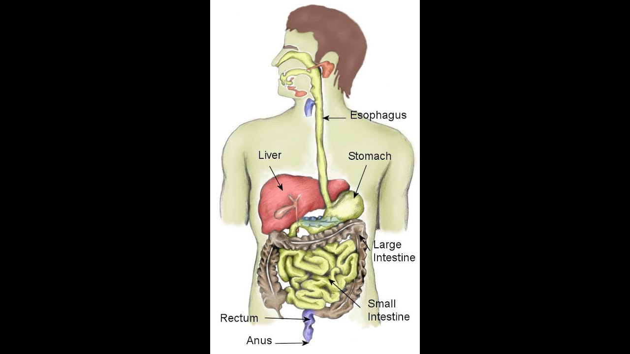 Digestive system_Arabic audio