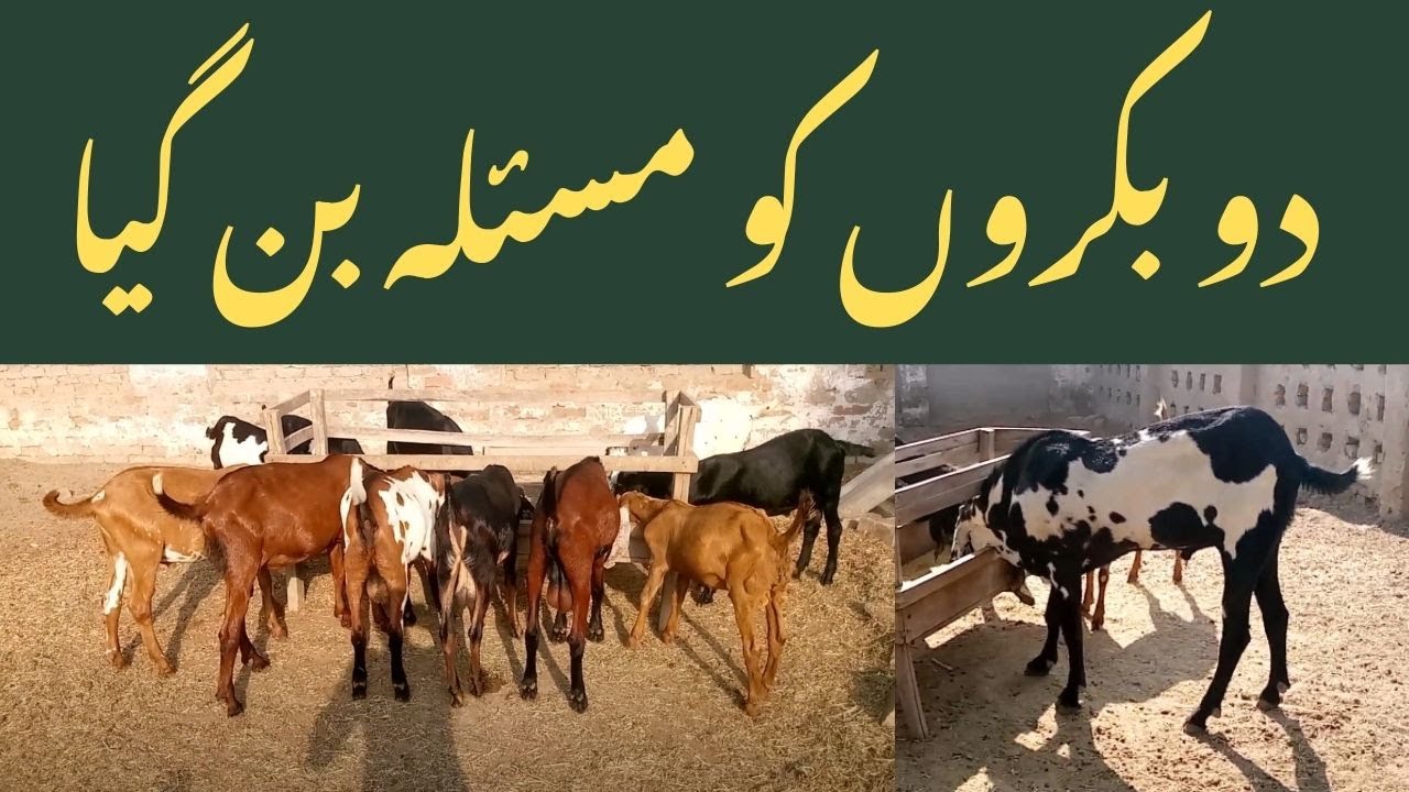 Protect the Goat from Disease | Health Care Guide